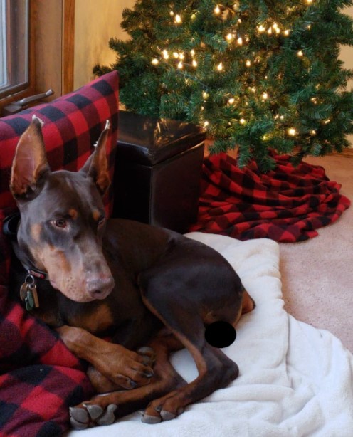15 Pictures That Prove Doberman Pinschers Are Perfect Weirdos 11