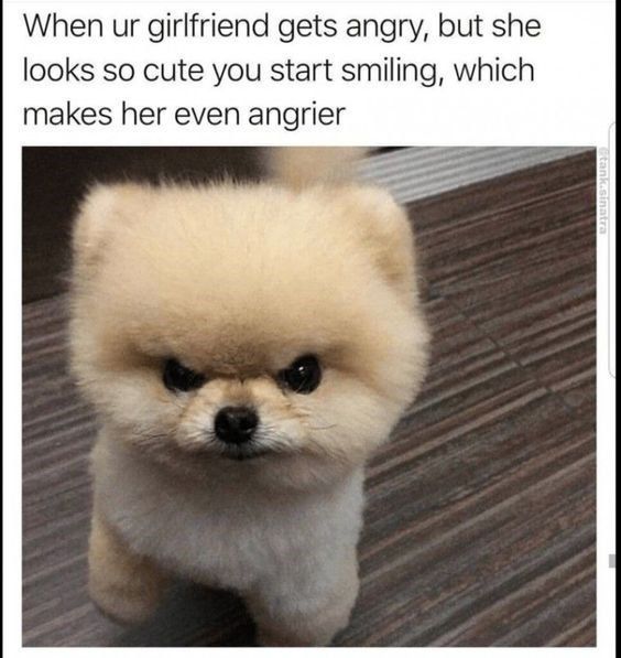 15 Funny Pomeranian Memes To Make Your Day 11