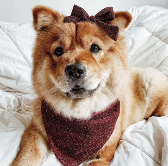 15 Pictures That Prove Chow Chows Are Perfect Weirdos 11