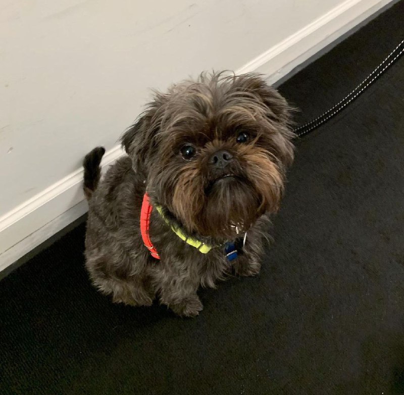 Affenpinscher 23