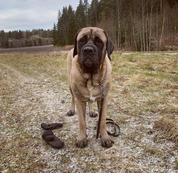 15 Pictures That Prove English Mastiffs Are Perfect Weirdos 11