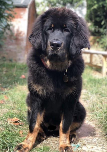 15 Pictures That Prove Tibetan Mastiffs Are Perfect Weirdos 11