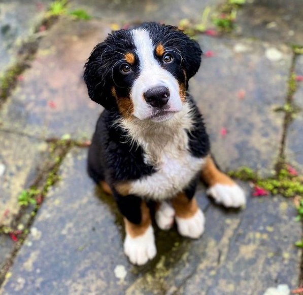 15 Pictures That Prove Bernese Mountain Dogs Are Perfect Weirdos 11