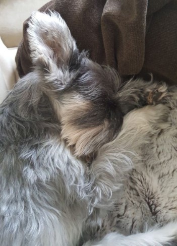 15 Pictures That Prove Schnauzers Are Perfect Weirdos 11