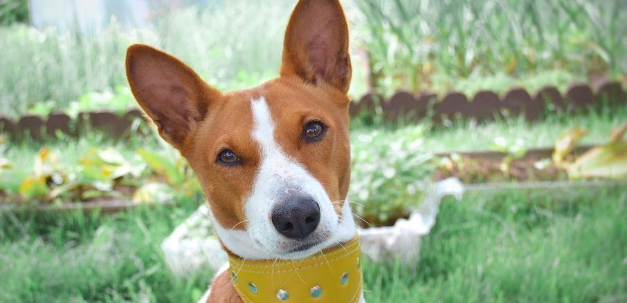 15 Cool Facts About Basenjis