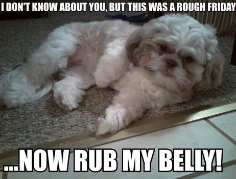 15 Funny Shih Tzu Memes To Make Your Day 11