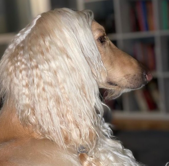 15 Pictures That Prove Afghan Hounds Are Perfect Weirdos 10
