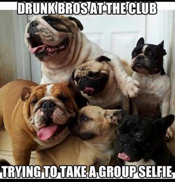 15 Funny English Bulldog Memes To Make Your Day 11