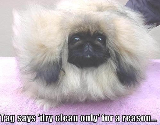 15 Funny Pekingese Memes To Make Your Day 11