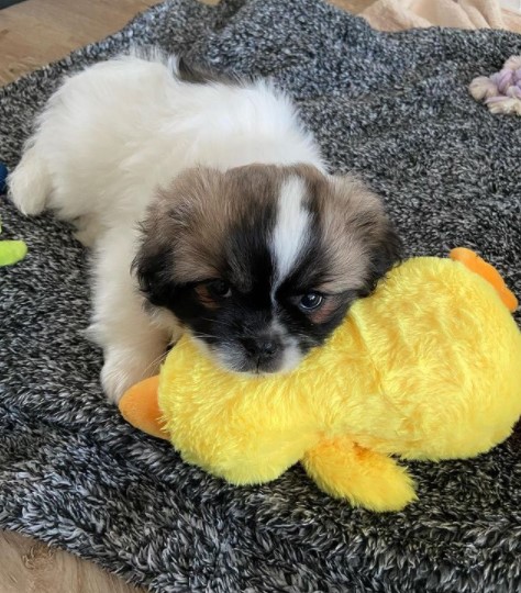 16 Pictures That Prove Tibetan Spaniels Are Perfect Weirdos 11