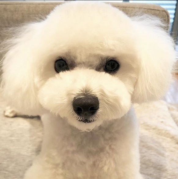 15 Pictures That Prove Bolognese Dogs Are Perfect Weirdos 11