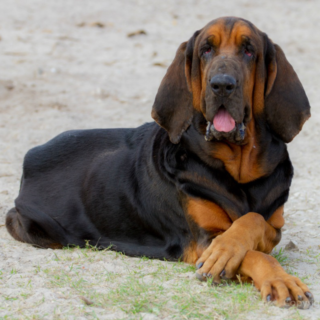 Bloodhound 25