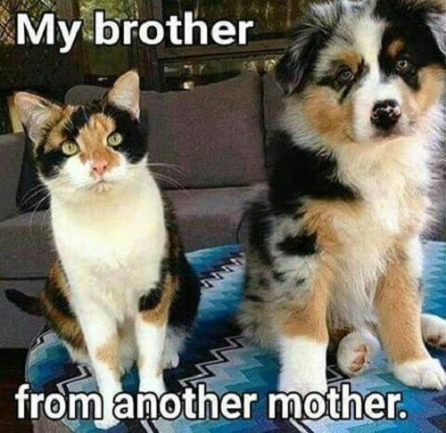 15 Funny Australian Shepherd Memes To Make Your Day 11 15 Funny Australian Shepherd Memes To Make Your Day 11
