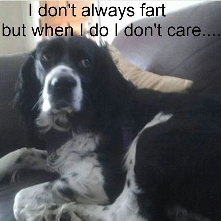 15 Funny Springer Spaniel Memes To Make Your Day 9