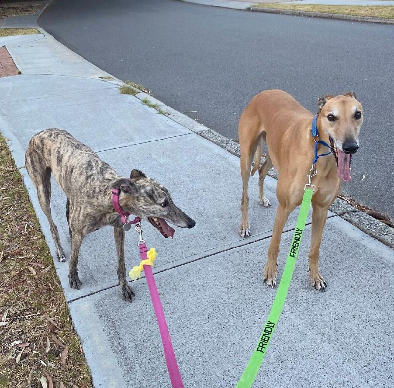 Greyhounds 34
