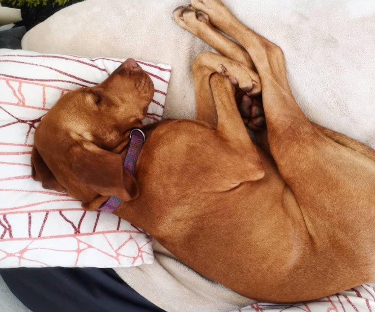 16 Pictures That Prove Vizslas Are Perfect Weirdos 9