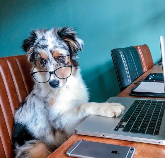 15 Pictures That Prove Australian Shepherds Are Perfect Weirdos 9