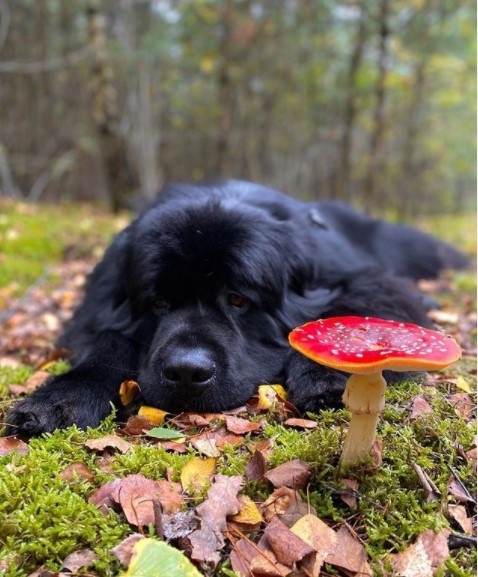 15 Pictures That Prove Newfoundlands Are Perfect Weirdos 9