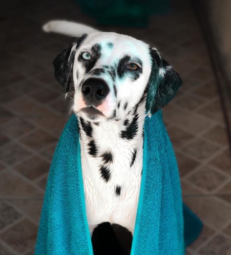 15 Pictures That Prove Dalmatians Are Perfect Weirdos 9