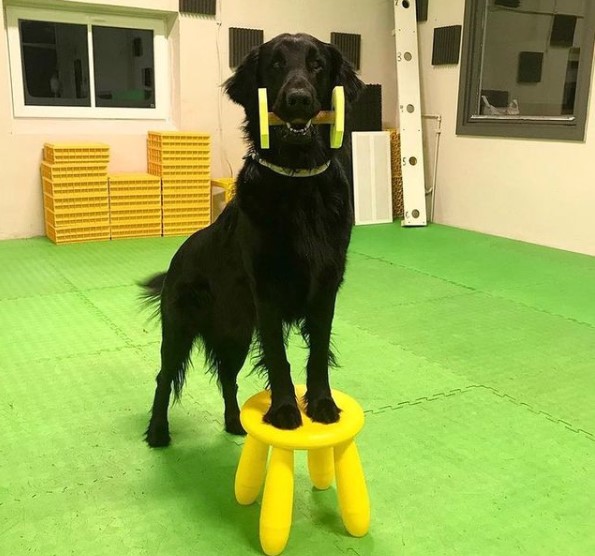 15 Pictures That Prove Flat-Coated Retrievers Are Perfect Weirdos 9