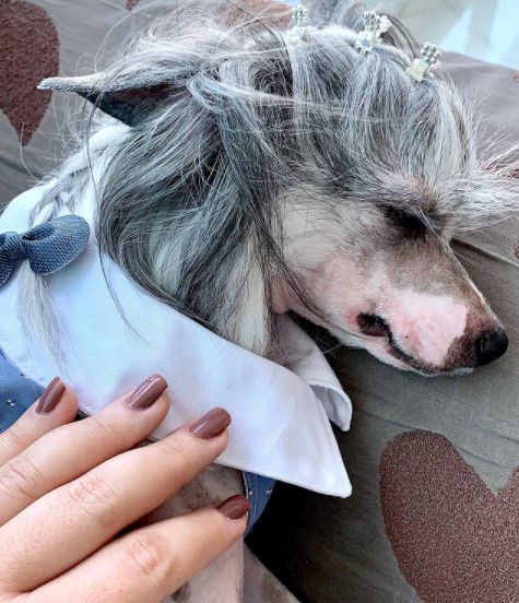 15 Pictures That Prove Chinese Crested Dogs Are Perfect Weirdos 9