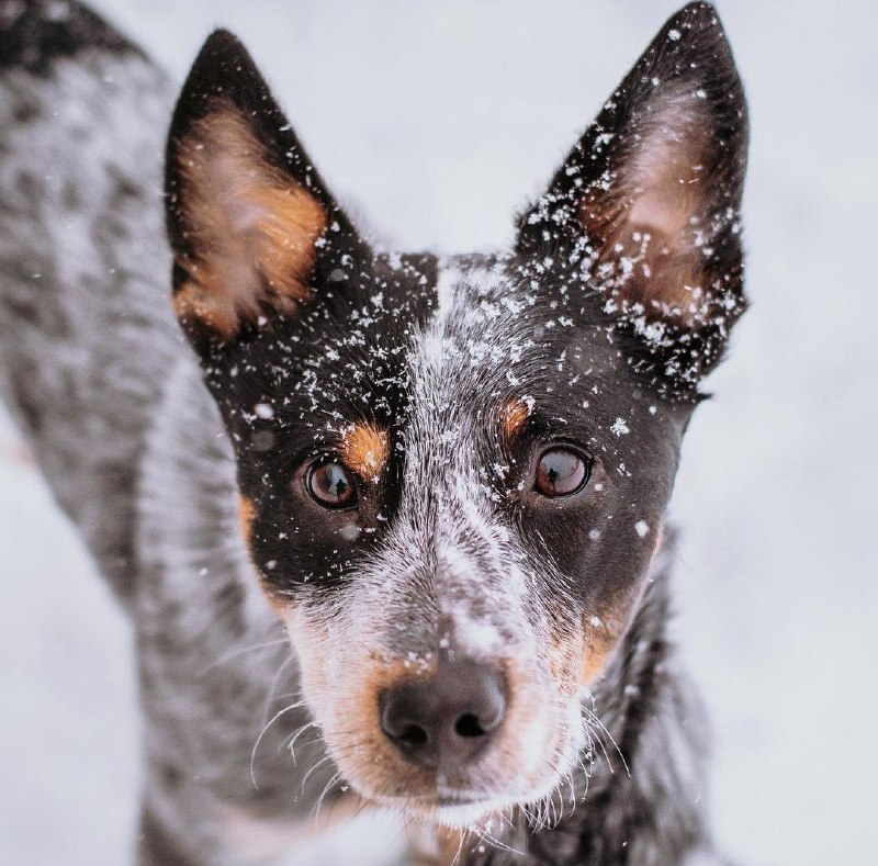 Australian Cattle Dog 22