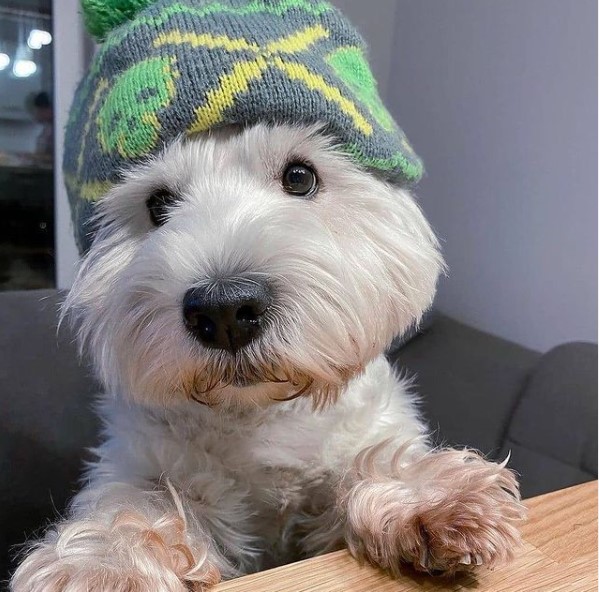 16 Pictures That Prove West Highland White Terriers Are Perfect Weirdos 9