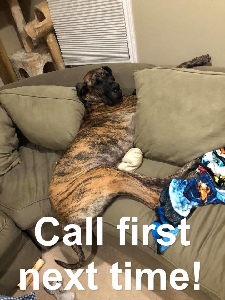 15 Funny Great Dane Memes To Make Your Day 9