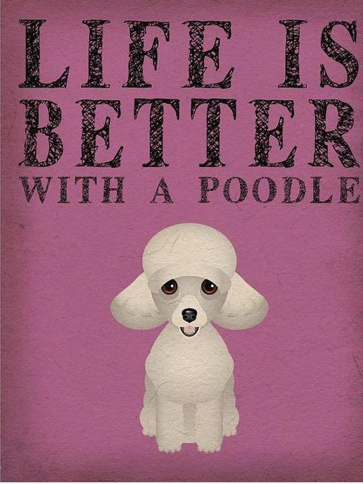 15 Funny Poodle Memes To Make Your Day 9