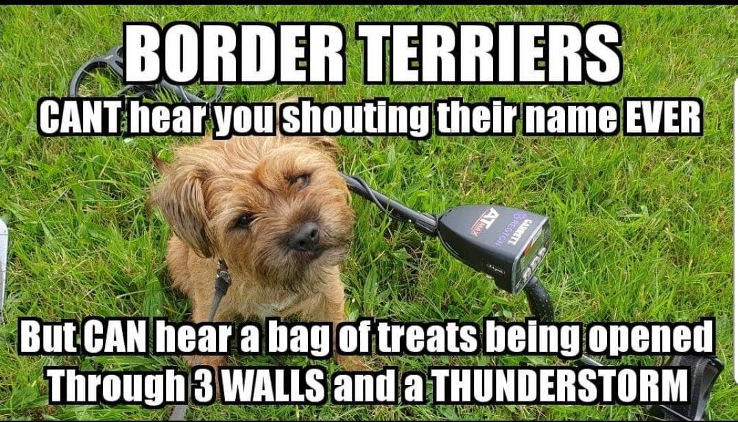 15 Funny Border Terrier Memes To Make Your Day 9
