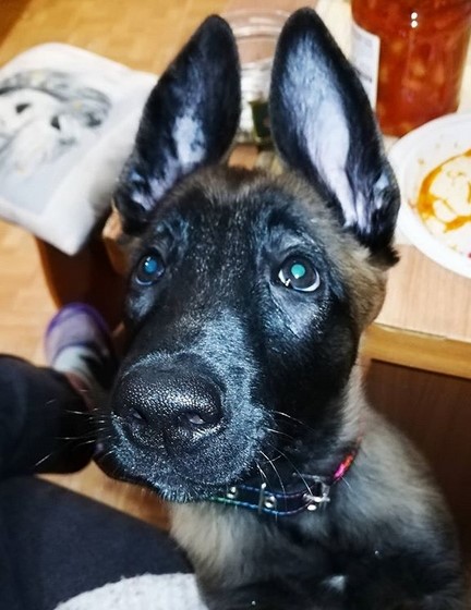 15 Pictures That Prove Belgian Malinoises Are Perfect Weirdos 9