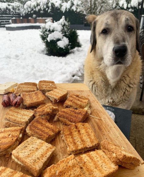 15 Pictures That Prove Anatolian Shepherds Are Perfect Weirdos 9