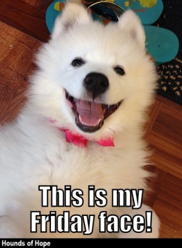15 Funny Samoyed Memes To Make Your Day 9