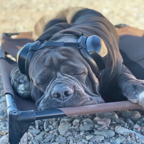 16 Pictures That Prove Cani Corsi Are Perfect Weirdos 9