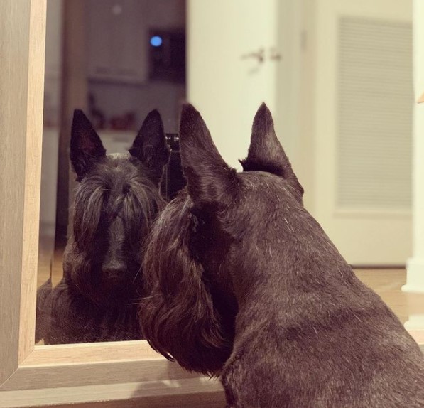 15 Pictures That Prove Scottish Terriers Are Perfect Weirdos 9