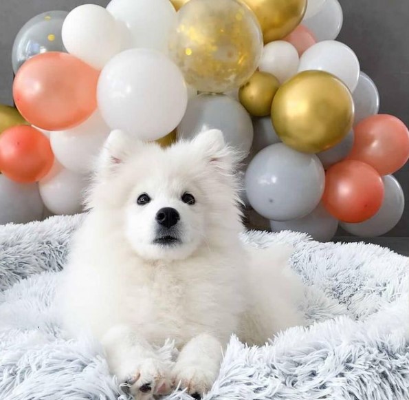16 Pictures That Prove Samoyeds Are Perfect Weirdos 9