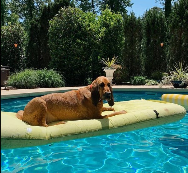 15 Pictures That Prove Bloodhounds Are Perfect Weirdos 9