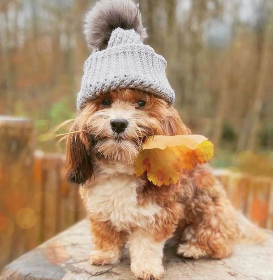 15 Pictures That Prove Havanese Dogs Are Perfect Weirdos 9