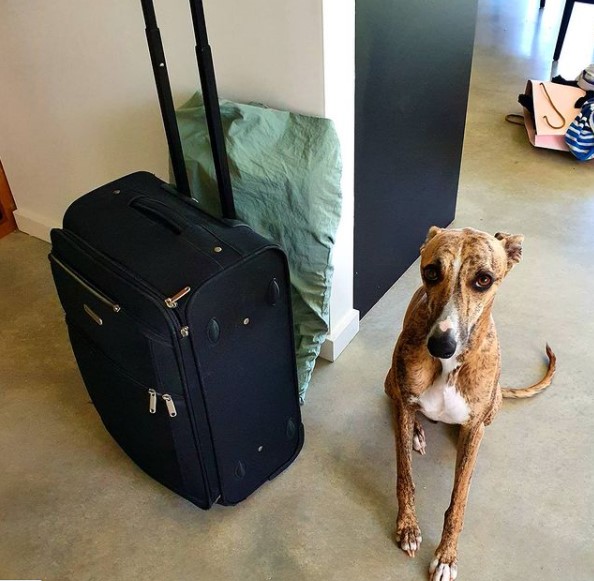 15 Pictures That Prove Whippets Are Perfect Weirdos 9