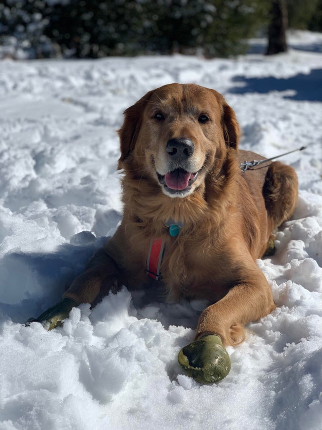 15 Realities That New Golden Retriever Owners Must Accept 9