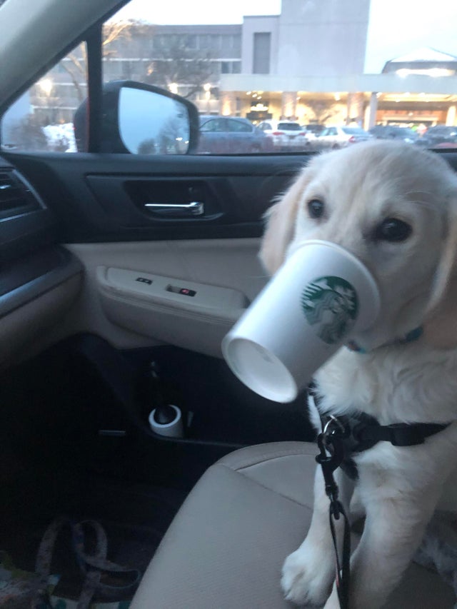 15 Things Only Golden Retriever Owners Will Understand 9