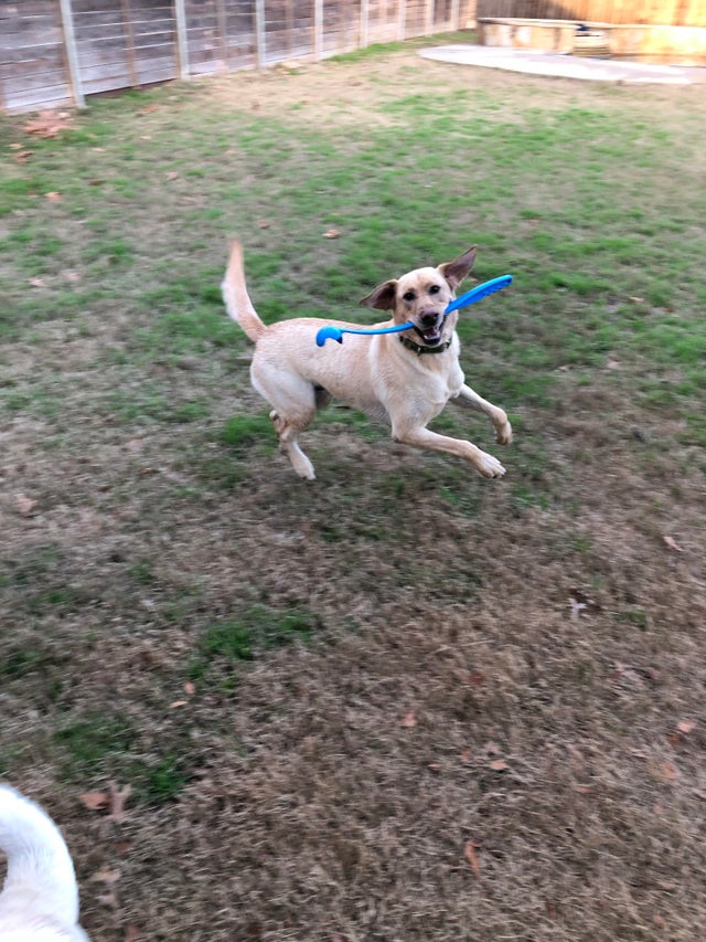 15 Realities That New Labrador Owners Must Accept 9