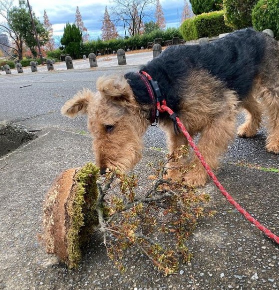 15 Pictures That Prove Airedale Terriers Are Perfect Weirdos 9