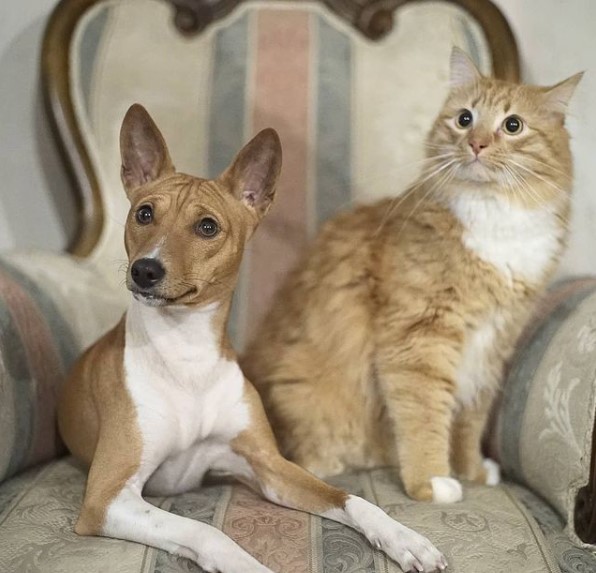 15 Pictures That Prove Basenjis Are Perfect Weirdos 9