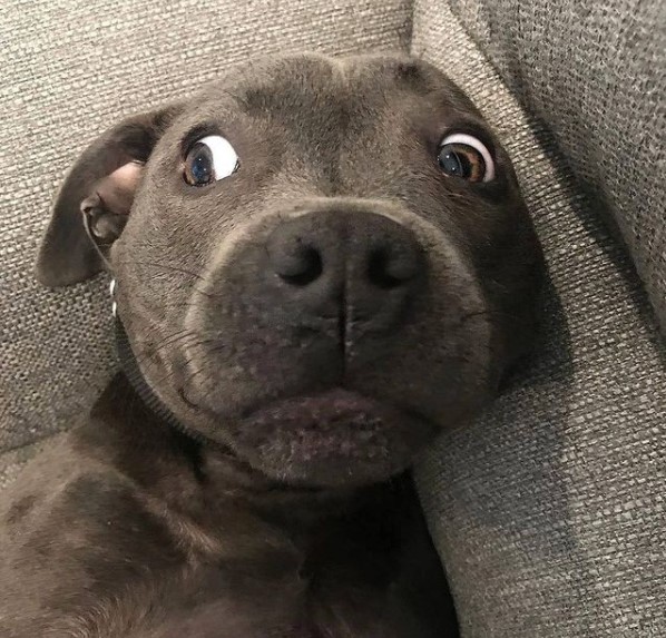 15 Pictures That Prove Pit Bulls Are Perfect Weirdos 9