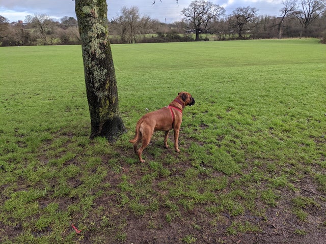 15 Things Only Boxer Owners Will Understand 9