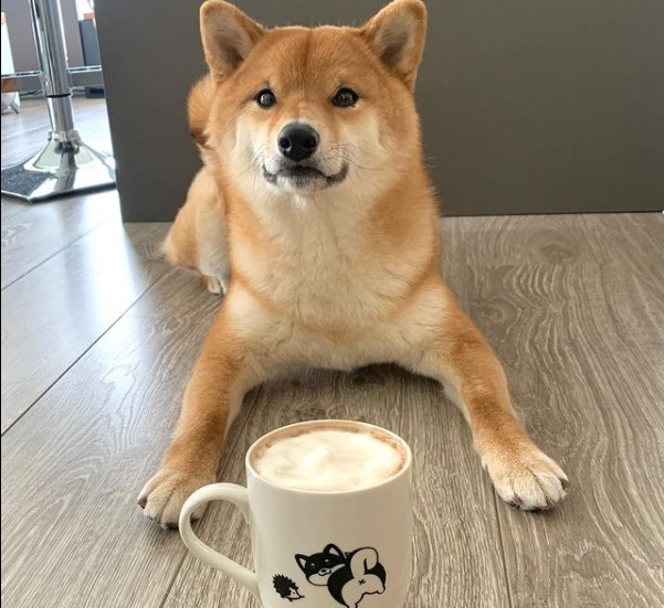 15 Pictures That Prove Shiba Inu Are Perfect Weirdos 9