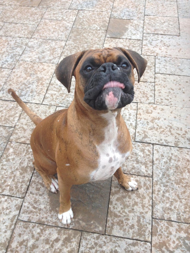 15 Realities That New Boxer Owners Must Accept 9