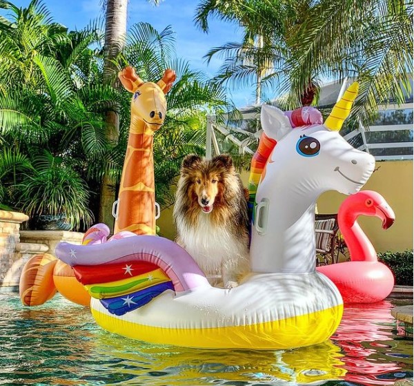 15 Pictures That Prove Collies Are Perfect Weirdos 9