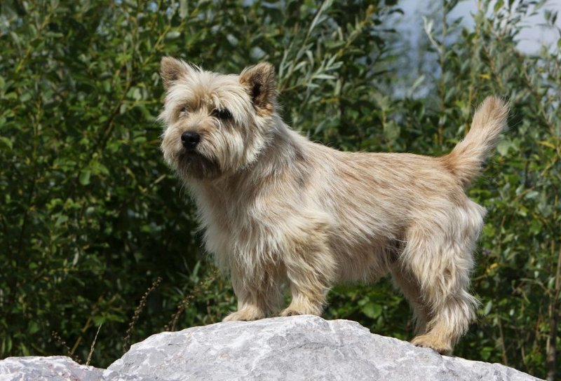 Cairn Terrier 27